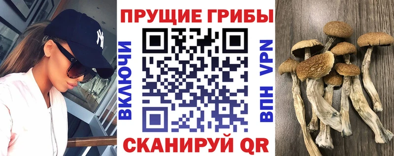 Псилоцибиновые грибы мицелий  KRAKEN сайт  Каменногорск 